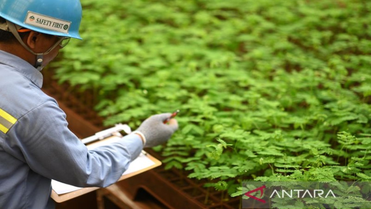 Ilustrasi - Pekerja ANTAM memeriksa bibit pohon yang hendak ditanam di lahan reklamasi tambang. (ANTARA/HO-MIND ID)