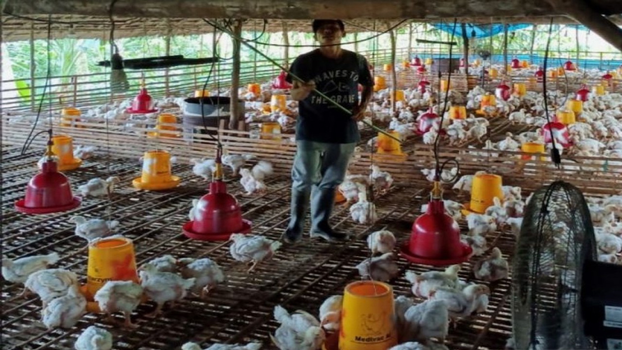 Ilustrasi - Warga bersihkan kandang ayam bantuan dari BRGM di Desa Tatakan, Kabupaten Tapin, Kalimantan Selatan. ANTARA/HO-BRGM