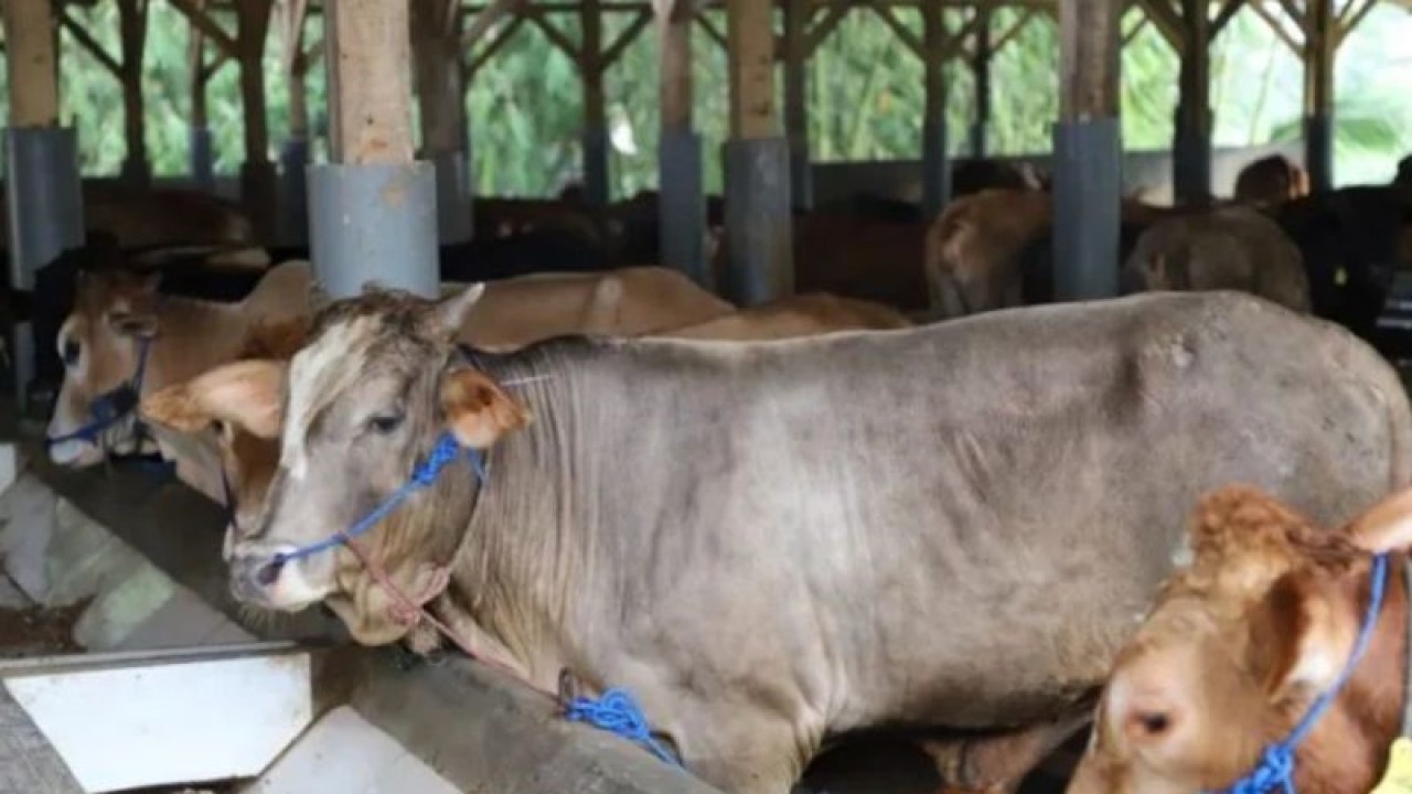 Sejumlah sapi di tempat peternakan di Kabupaten Garut, Jawa Barat beberapa waktu lalu. (ANTARA/HO-Diskominfo Garut)