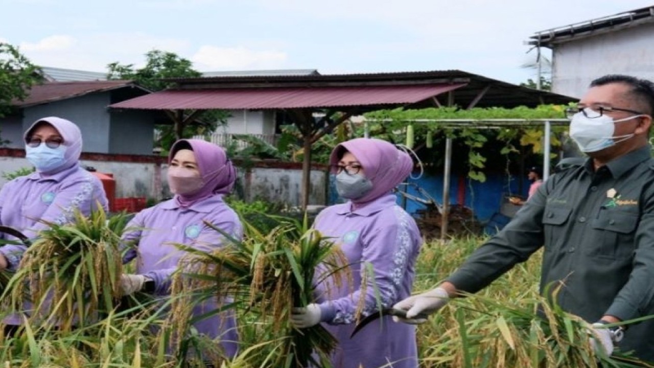 Kadis TPH Kalbar, Florentinus Anum (kanan) panen padi di demplot bersama Ketua dan Anggota TP PKK Kalbar. (ANTARA/Dedi)