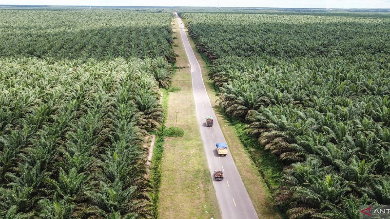 Foto udara kendaraan melintas di areal perkebunan sawit milik salah satu perusahaan di Pangkalan Banteng, Kotawaringin Barat, Kalimantan Tengah, Senin (7/11/2022). ANTARA FOTO/Makna Zaezar/hp.