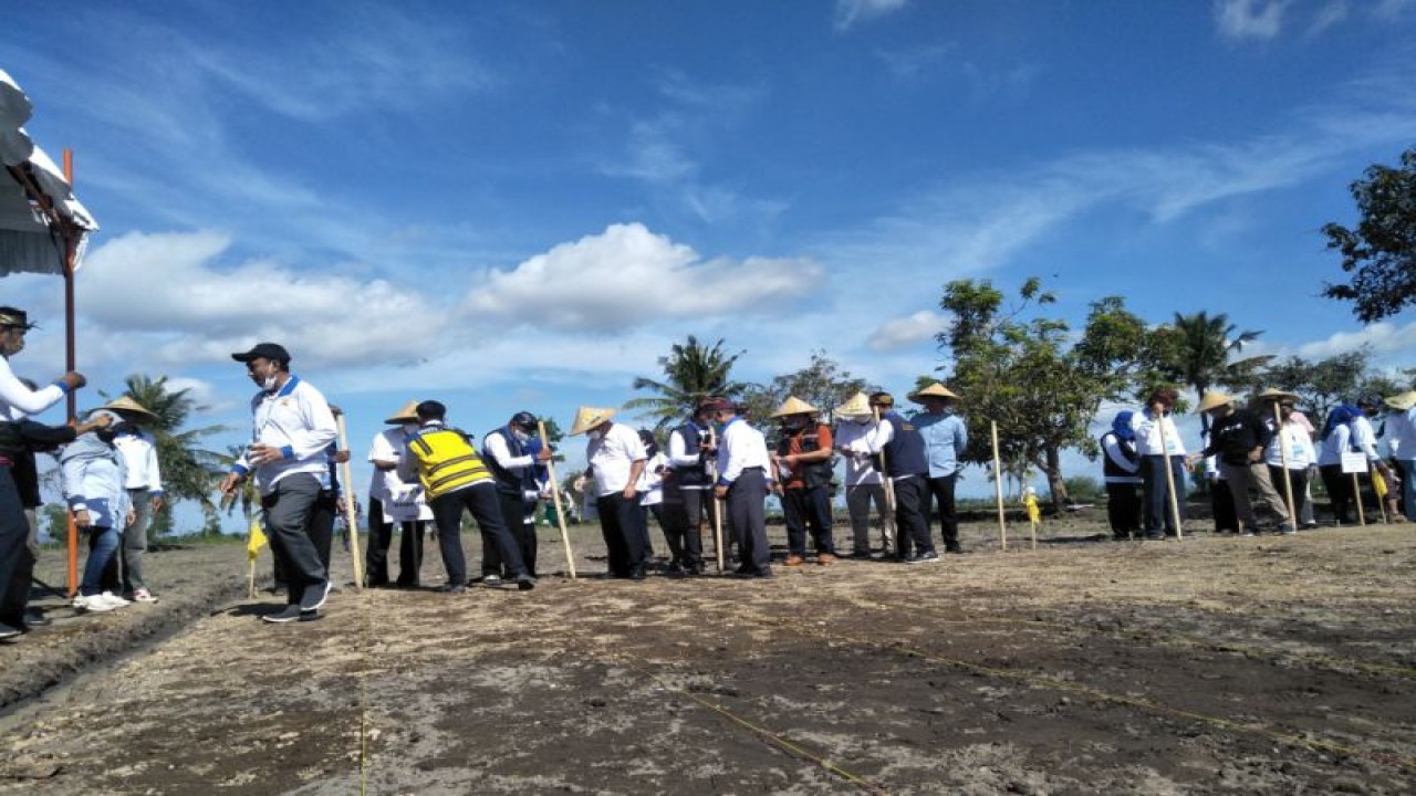 Kementerian PUPR saat melakukan penanaman Sorgum di lahan pemerintah di area Bendungan Batujai Praya, Lombok Tengah, Nusa Tenggara Barat (ANTARA/Akhyar)