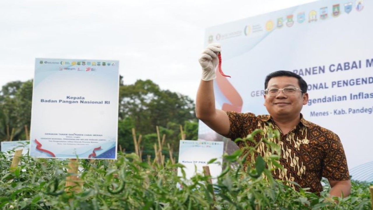 Kepala Badan Pangan Nasional/National Food Agency (NFA) Arief Prasetyo Adi , saat menghadiri Gerakan Nasional Pengendalian Inflasi Pangan (GNPIP) Banten dan Panen Cabai. ANTARA/HO-NFA