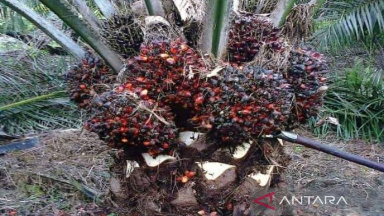 Penerimaan pajak dari kelapa sawit di Bengkulu capai Rp457 miliar. ANTARA/Anggi Mayasari