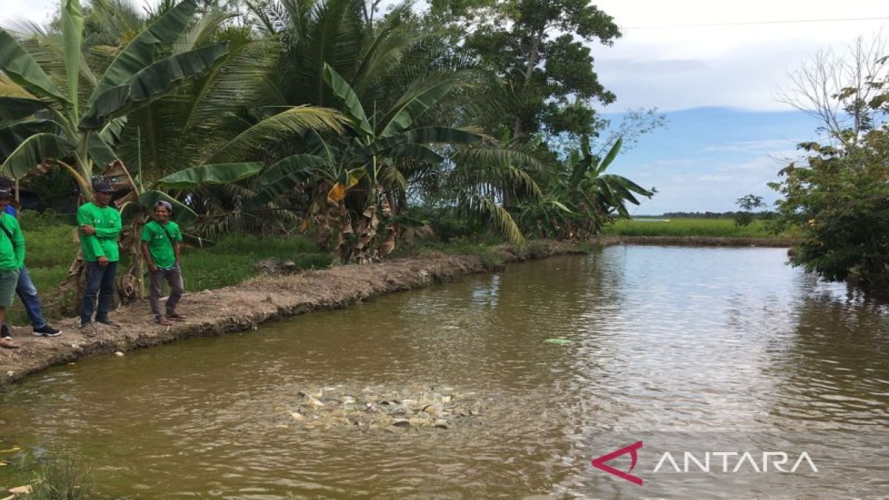 Kolam ikan milik warga Desa Sebakung Jaya, Kecamatan Babulu, Kabupaten Penajam Paser Utara. ANTARA/Bagus Purwa