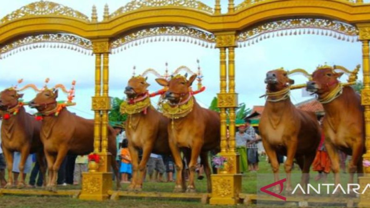 Kontes kecantikan sapi atau sapi sonok, yakni salah satu seni budaya peternak sapi di Kabupaten Pamekasan, Madura, Jatim. (FOTO ANTARA/Abd Aziz)