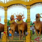 Kontes kecantikan sapi atau sapi sonok, yakni salah satu seni budaya peternak sapi di Kabupaten Pamekasan, Madura, Jatim. (FOTO ANTARA/Abd Aziz)-1668146740