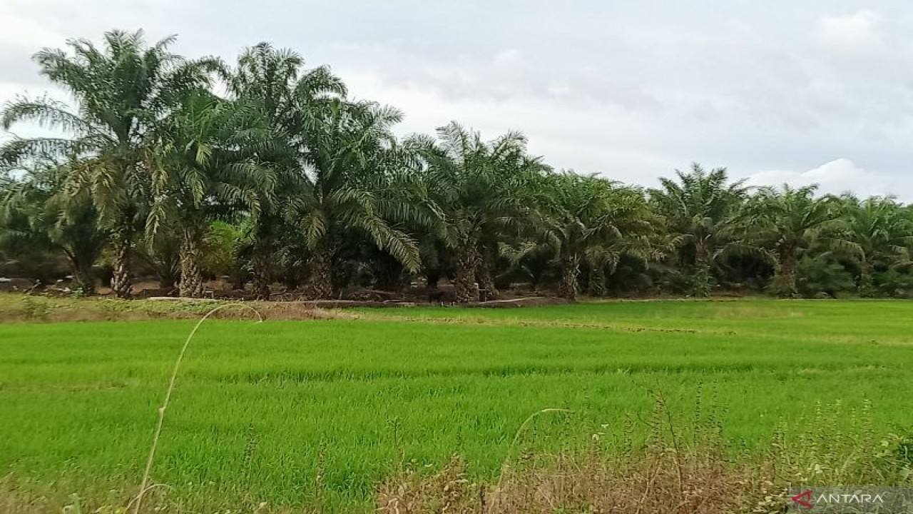 Lahan pertanian tanaman padi di wilayah Kecamatan Babulu, Kabupaten Penajam Paser Utara (ANTARA/Novi Abdi-Bagus Purwa)