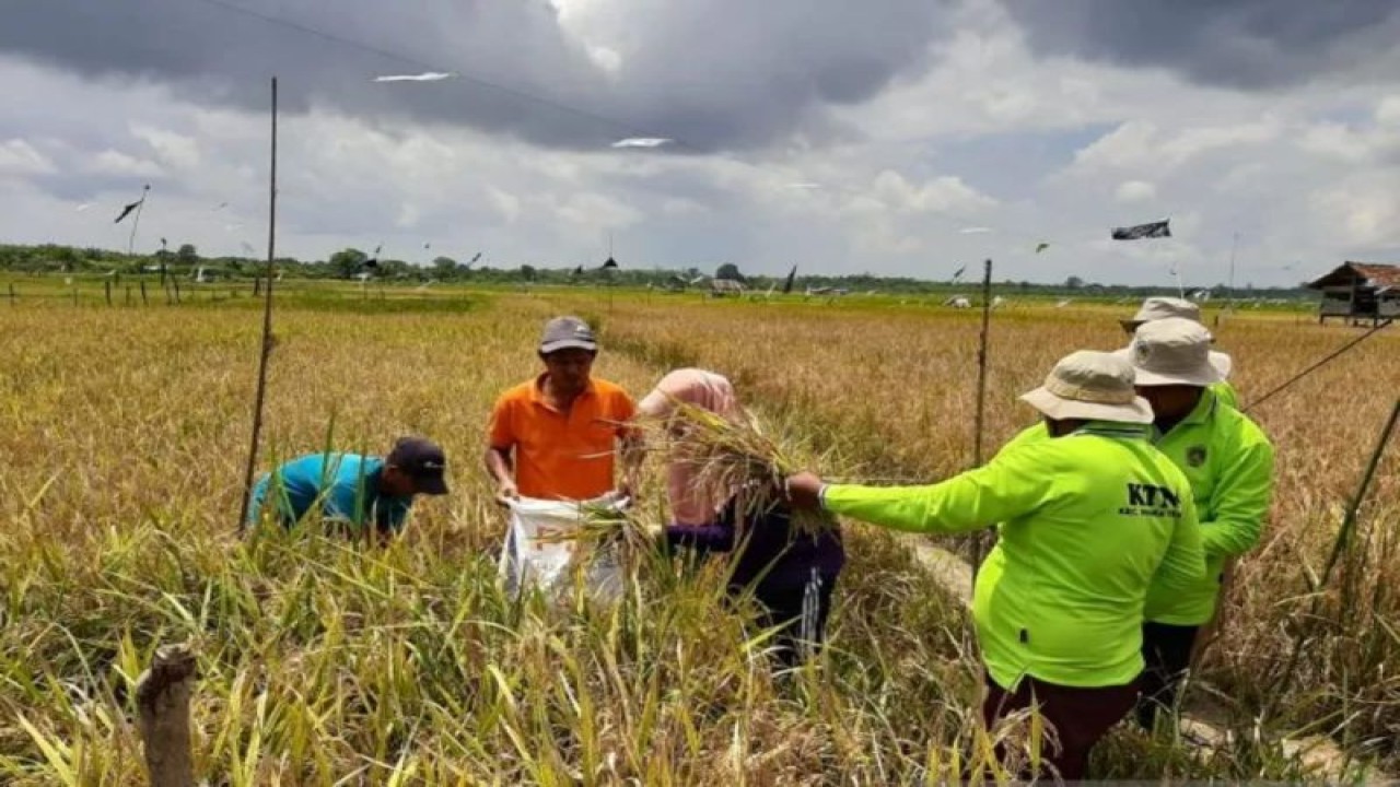 Luas lahan panen padi pada 2022 diperkirakan sebesar 63,76 ribu hektare, mengalami penurunan sebanyak 1,01 persen dibandingkan luas panen padi di 2021 (ANTARA/HO/IST)