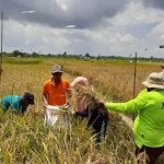 Luas lahan panen padi pada 2022 diperkirakan sebesar 63,76 ribu hektare, mengalami penurunan sebanyak 1,01 persen dibandingkan luas panen padi di 2021 (ANTARA/HO/IST)-1668421290
