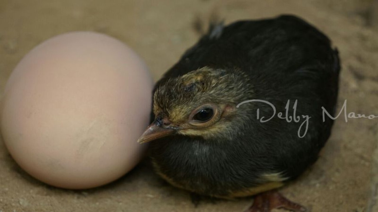 Anak burung dan telur maleo senkawor (Macrocephalon maleo) di Taman Nasional Bogani Nani Wartabone. (ANTARA/Debby Mano)