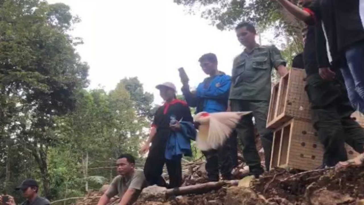 Pelepasliaran satwa endemik oleh BKSDA Maluku, di Gunung Sahuwai, Kabupaten Seram Bagian Barat. (ANTARA/HO-BKSDA Maluku)