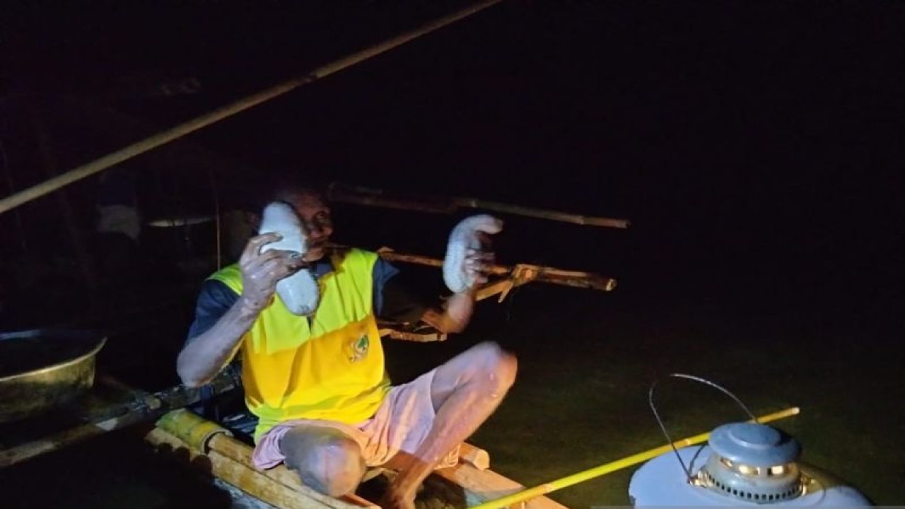 Masyarakat kampung Folley Raja Ampat saat panen teripang hasil konservasi tradisional Rabu malam hari. (Antara/Ernes Broning Kakisina)