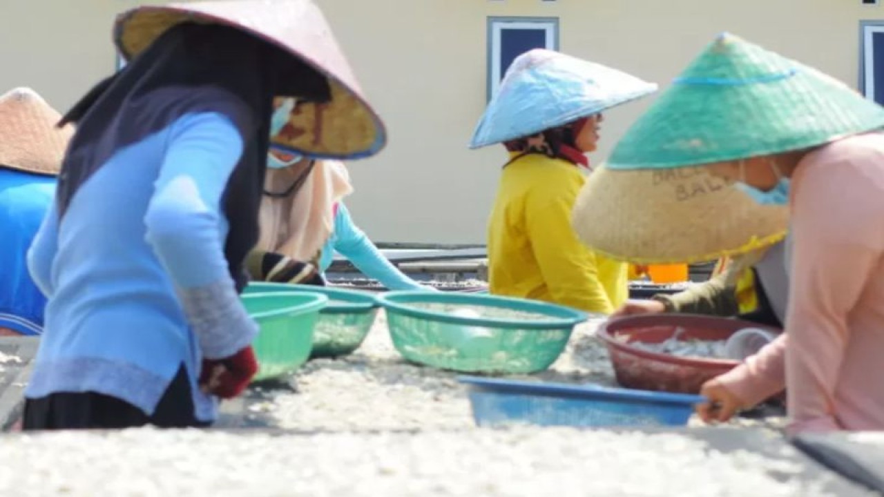 Ilustrasi- sejumlah perempuan sedang di pesisir Kota Bandarlampung sedang memetik ikan teri asin yang dijemur. Bandarlampung, (13/11/2022). (ANTARA/Dian Hadiyatna)