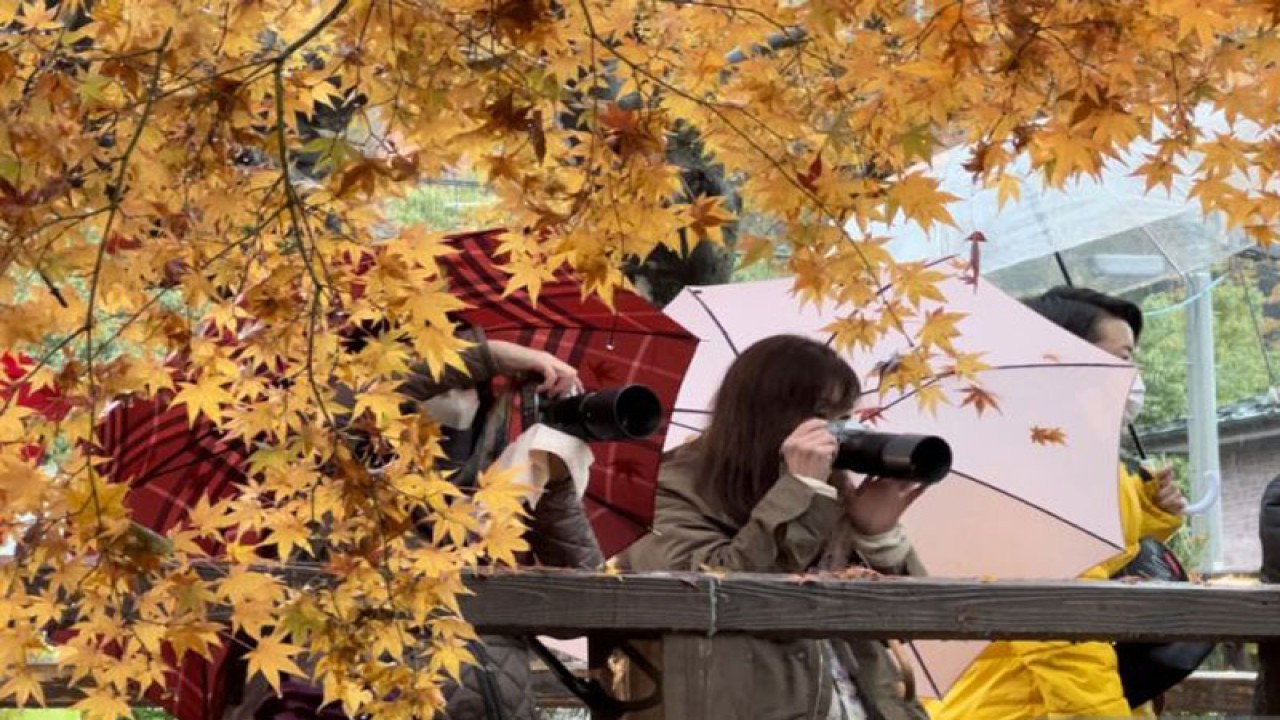 Para pengunjung memotret daun momiji di kawasan wisata Danau Kawaguchi, Kota Fujiyoshida, Prefektur Yamanashi. (ANTARA/ Juwita Trisna Rahayu)
