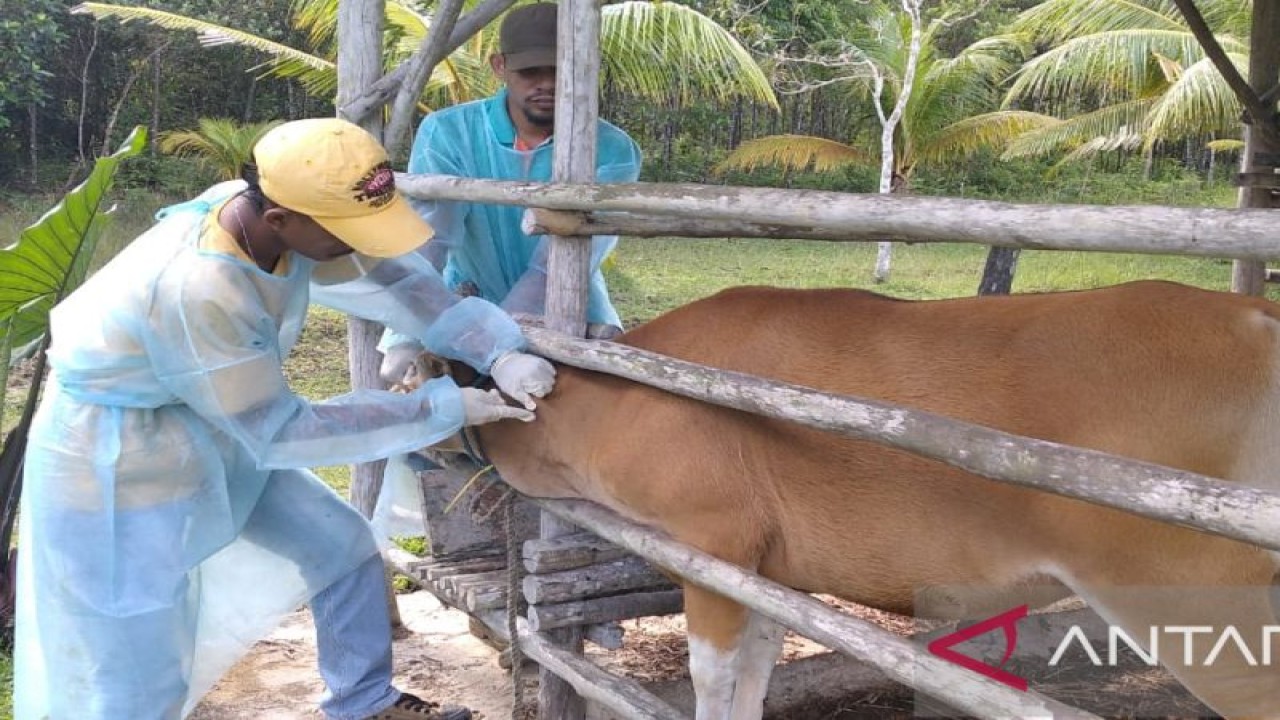 Pemeriksaan kesehatan sapi lokal di Pulau Bintan, Kepulauan Riau (Kepri). (Ogen)