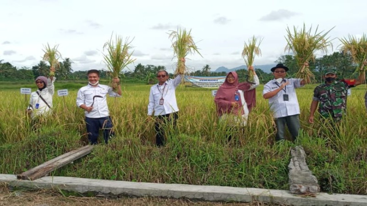 Kepala Dinas Pertanian, Pangan dan Perikanan Kabupaten Sleman Suparmono saat melakukan panen padi organik varietas Sinta Nur milik Kelompok Tani Mekar di Ngalian, Widodomartani, Ngemplak, Rabu (23/11/22). ANTARA/HO-Dinas Pertanian Sleman