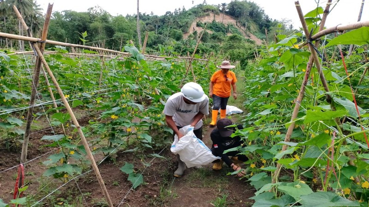 Pengembangan tanaman ketimun oleh petani Desa Talawaan dengan menggunakan pupuk organik. ANTARA/Jorie Darondo