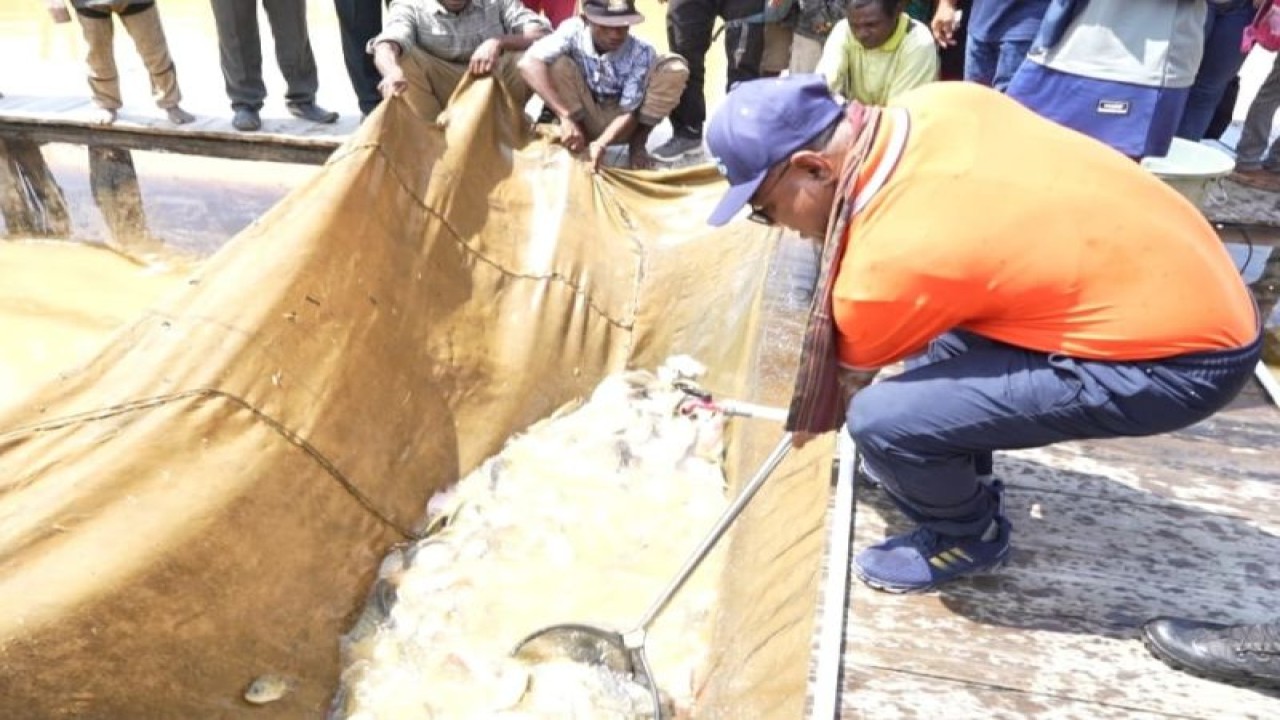 Penjabat Bupati Sorong Pan Piet Mosso memanen hasil budi daya ikan air tawar masyarakat setempat. (ANTARA/HO-Pemkab Sorong)