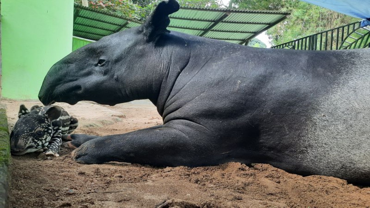 Keberhasilan kebun binatang Jambi dalam merawat satwa nya salah satu adalah tapir yang kini berkembang biak disana.(ANTARA/Nanang Mairiadi)