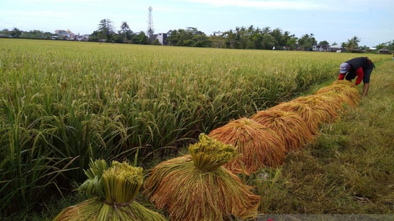 Ilustrasi - Aktivitas pertanian pada masa panen padi. ANTARA Foto/ Suriani Mappong