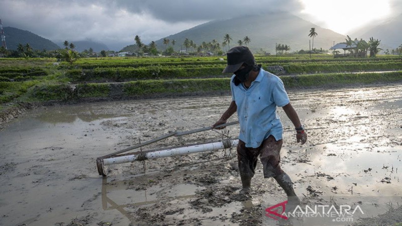 Arsip Foto-Petani membuat garis penanda untuk penanaman bibit padi di Desa Porame, Sigi, Sulawesi Tengah, Kamis (29/7/2021). Kementerian Pertanian menyebutkan, daya serap sektor pertanian atas Kredit Usaha Rakyat (KUR) di 2021 ini cukup baik dengan pertumbuhan mencapai lebih dari 40 persen. (ANTARA/Basri Marzuki)