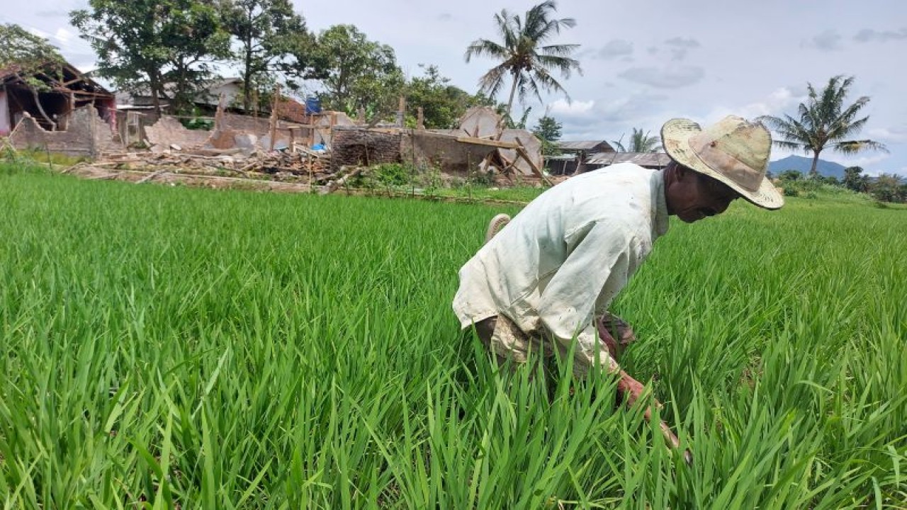 Seorang petani Abad Badrudin (72) memperbaiki saluran air sawah yang rusak akibat gempa di Desa Limbangan Sari, Kecamatan Cianjur, Rabu (30/11/2022). (ANTARA/Andi Firdaus).