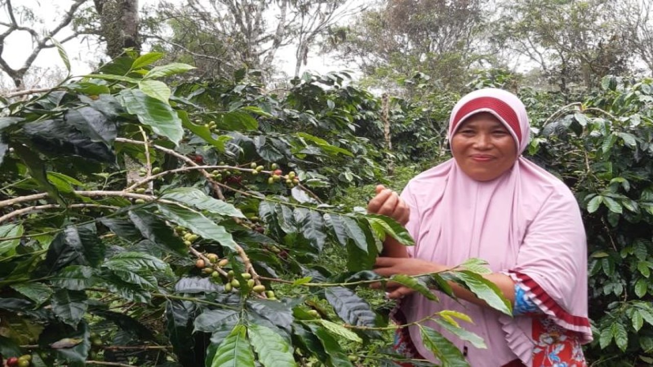 Petani kopi perempuan di Dusun Jabal Antara, Gampong Alue Dua, Aceh Utara sedang memetik biji kopi di kebun. ANTARA/HO