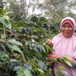 Petani kopi perempuan di Dusun Jabal Antara, Gampong Alue Dua, Aceh Utara sedang memetik biji kopi di kebun. ANTARA/HO-1668666089