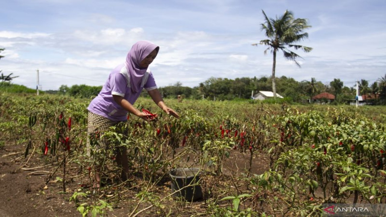 Petani memetik cabai di area persawahan Kretek, Bantul, DI Yogyakarta, Selasa (25/10/2022). . ANTARA FOTO/Hendra Nurdiyansyah/hp. (Antara Foto/Hendra Nurdiyansyah)