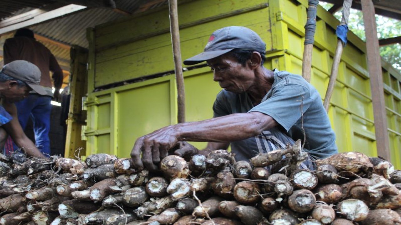 Petani ubi kayu asal Lampung Timur tengah menata hasil panennya. ANTARA/Ruth Intan Sozometa Kanafi.