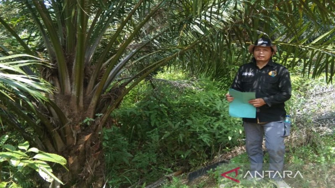 Petugas Dinas Pertanian Kabupaten Mukomuko melakukan verifikasi faktual kebun kelapa sawit yang diusulkan mendapatkan program peremajaan sawit, Selasa (27/9/2022). ANTARA/HO-Istimewa.