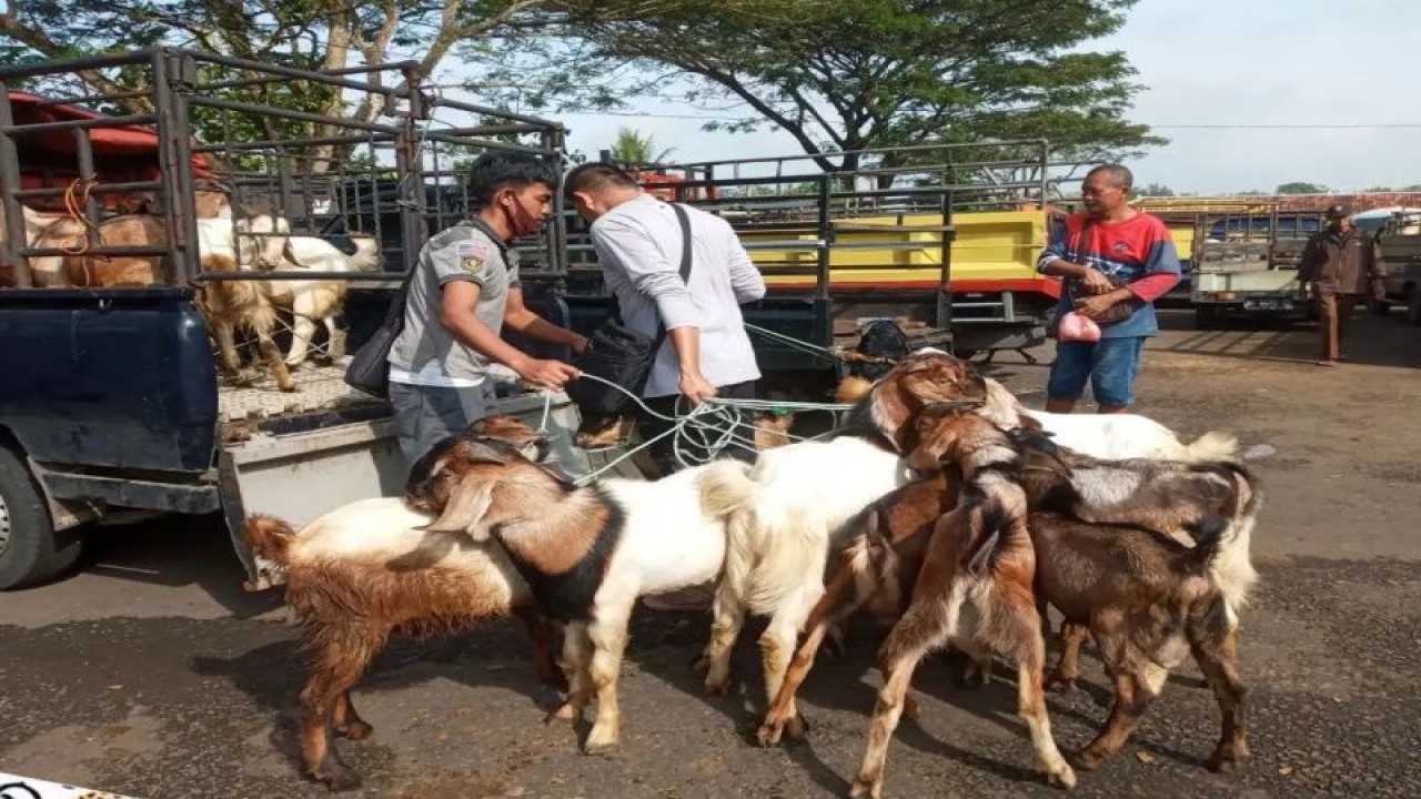 Petugas DPKH Gunungkidul mengawasi hewan ternak di pasar hewan. (ANTARA/HO-Instagram dpkh_gunungkidul)