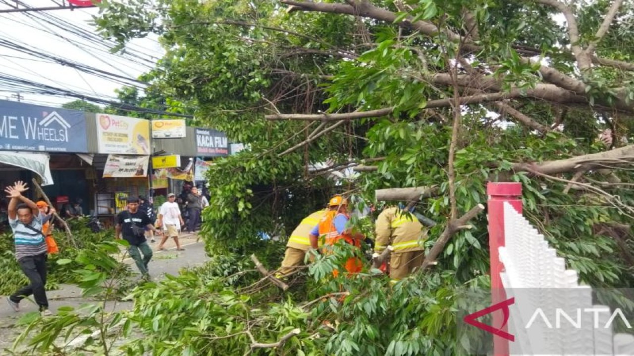 Petugas Gulkarmat Jakarta Timur mengevakuasi pohon tumbang tutup akses Jalan Raya Bogor, Kramat Jati, Jakarta, Jumat (11/11/2022). ANTARA/HO-Gulkarmat Jakarta Timur