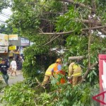 Petugas Gulkarmat Jakarta Timur mengevakuasi pohon tumbang-1668151966