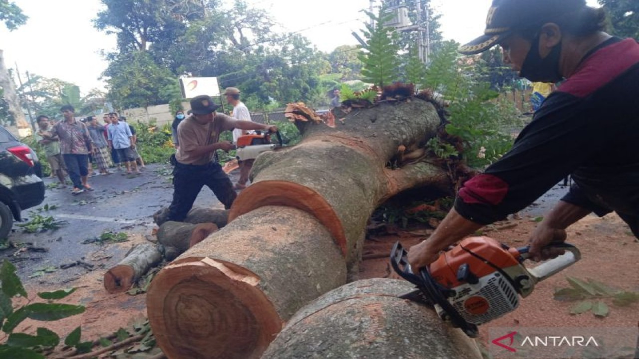 Petugas kepolisian memotong batang pohon tumbang yang menutupi badan jalan di Mataram, NTB, Kamis (17/11/2022). (ANTARA/HO-Polda NTB)