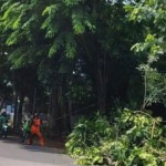 Petugas melakukan pemangkasan pohon rindang di Ciracas, Jakarta, Kamis (3/11/2022). ANTARA/HO-Kelurahan Cibubur-1668061014