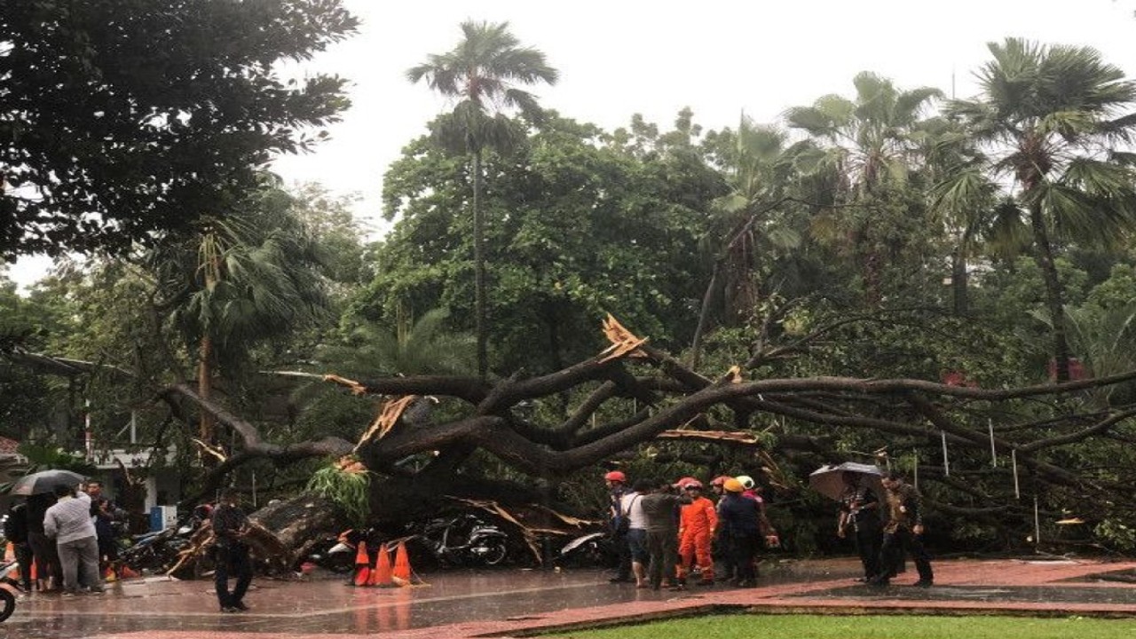 Petugas mengevakuasi pohon tumbang yang menimpa petugas kepolisian dan sejumlah motor di Balai Kota Jakarta, Kamis (10/11/2022). ANTARA/Dewa Ketut Sudiarta Wiguna