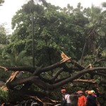 Petugas mengevakuasi pohon tumbang yang menimpa petugas kepolisian dan sejumlah motor di Balai Kota Jakarta, Kamis (10/11/2022). ANTARA/Dewa Ketut Sudiarta Wiguna-1668139959