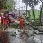 Petugas tengah membersihkan material pohon tumbang-1668162550