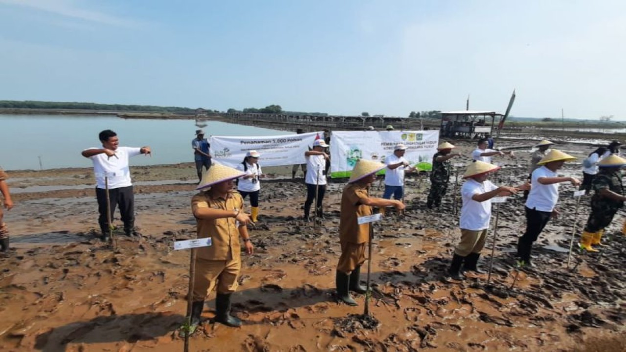 Suasana Insan PLN melakukan aksi penanaman pohon mangrove untuk mencegah abrasi sekaligus untuk menyerap emisi karbon sekitar 5,5 juta ton di wilayah kerja di Indonesia. Antara/ HO-PLN