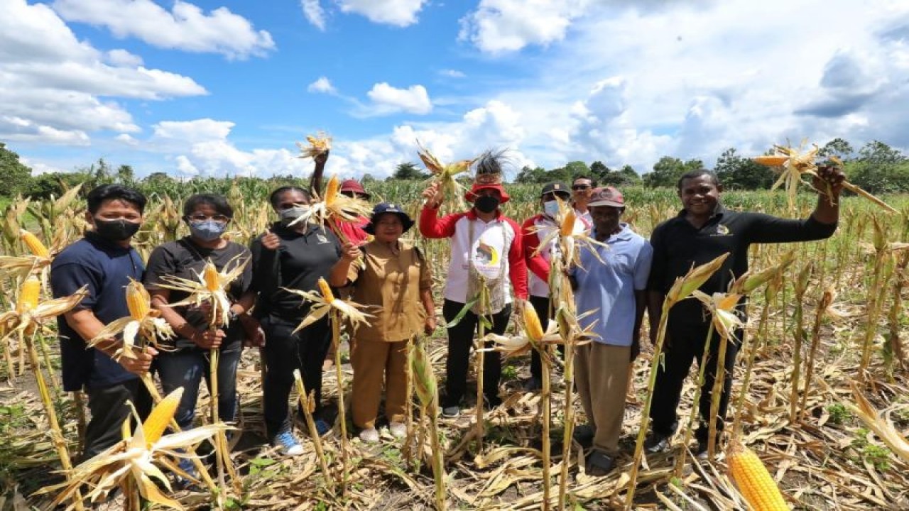 Petani binaan Papua Muda Inspiratif (PMI) melakukan panen jagung seluas 10 hektar di Kampung Yakasib, Distrik Namblong, Kabupaten Jayapura, Provinsi Papua. (ANTARA/HO-PMI)