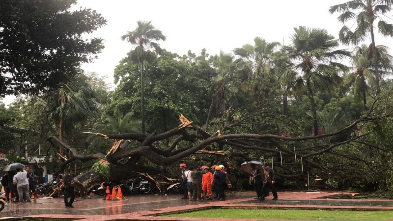 Pohon tumbang di Balai Kota Jakarta, Kamis (10/11/2022). ANTARA/Dewa Ketut Sudiarta Wiguna