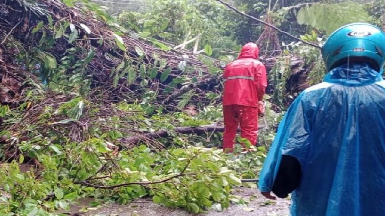 Pengendara sedang berada di pohon tumbang Jorong Lubuak Gadang, Nagari Ampek Koto Palembayan, Kecamatan Palembayan, Kabupaten Agam, Rabu (16/11). (Antara/HO-Dok BPBD Agam)