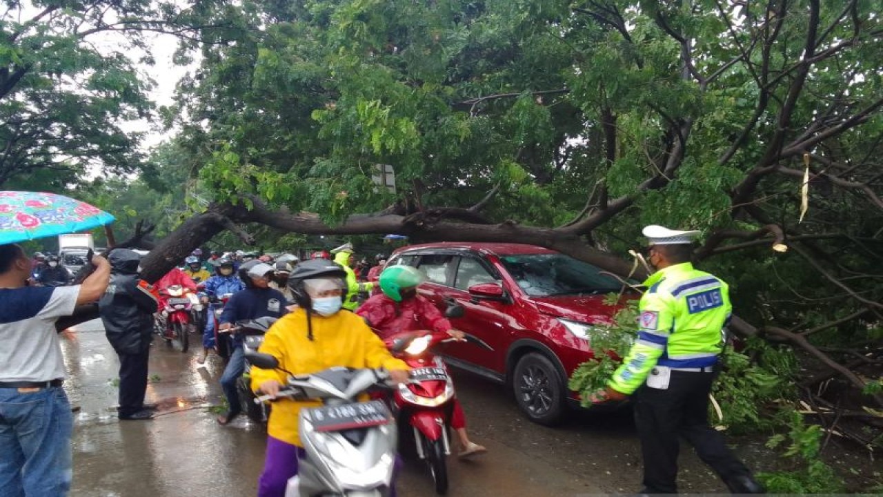 Pohon tumbang di Jalan Outer Ring Road, Cengkareng, Jakarta Barat, Kamis (17/11/2022). ANTARA/Ho-Polres Metro Jakarta Barat