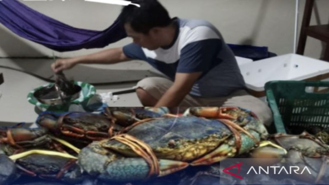 Produksi kepiting bakau masyarakat Kecamatan Anggana, Kutai Kartanegara, Kaltim. ANTARA/Diakkminfo Kaltim