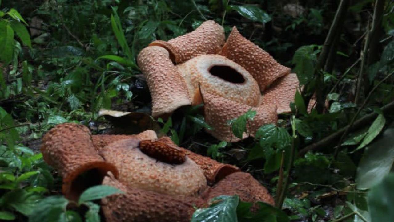 Dua bunga Rafflesia Arnoldi yang mekar di sekitar kebun milik warga di Dusun Pulu Lebagh Desa Kayu Ajaran, Kecamatan Ulu Manna,Kabupaten Bengkulu Selatan. ANTARA/Anggi Mayasari