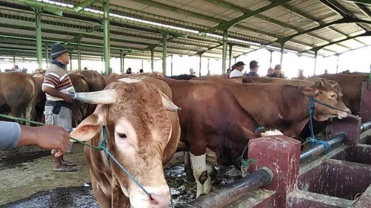 Dokumentasi - Sapi dijual di pasar hewan. ANTARA/Akhmad Nazaruddin Lathif