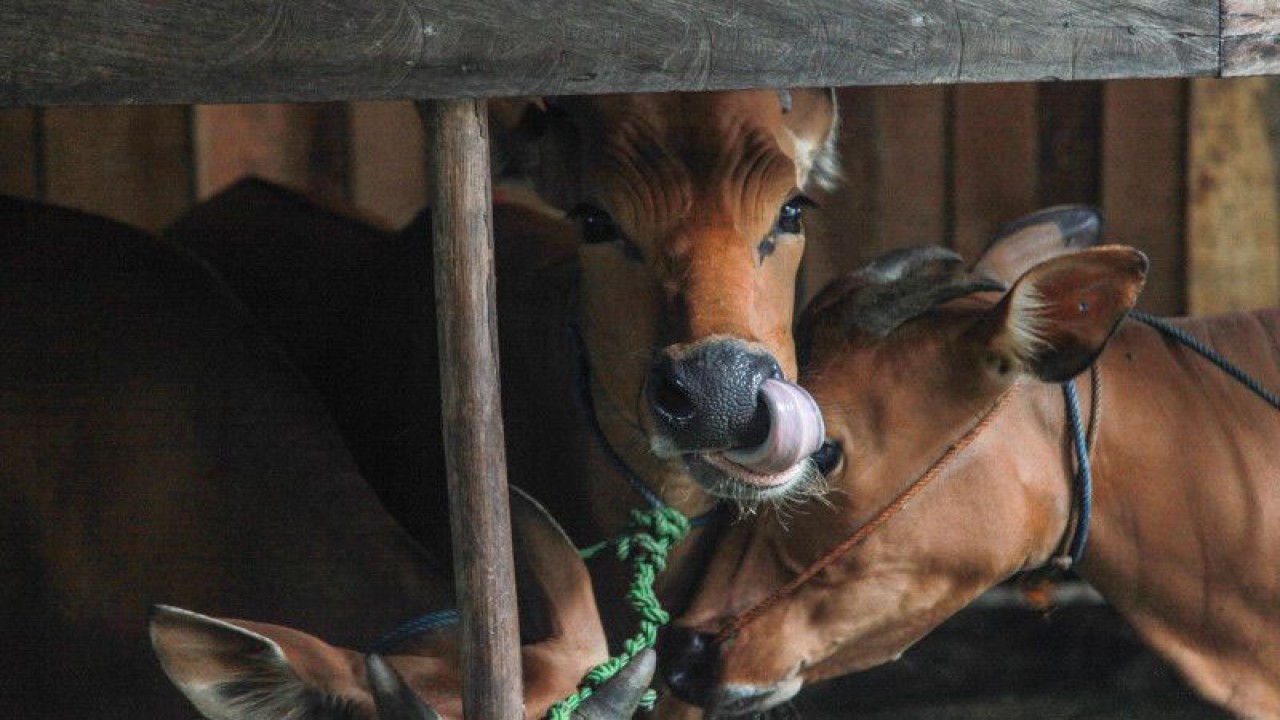 Sapi ternak berada di dalam kandang di kawasan Jalan George Obos, Palangka Raya, Kalimantan Tengah, Senin (14/11/2022). Satuan Tugas Penanganan Wabah Penyakit Mulut dan Kuku (Satgas PMK) mencatat kasus penularan wabah PMK di Indonesia mulai turun yaitu sebanyak 114 dari 296 kabupaten/kota sudah tidak memiliki kasus aktif wabah itu dan sebanyak 502.861 ekor ternak telah sembuh dari sebelumnya sebanyak 576.105 ekor ternak terserang penyakit PMK. ANTARA FOTO/Makna Zaezar/aww.