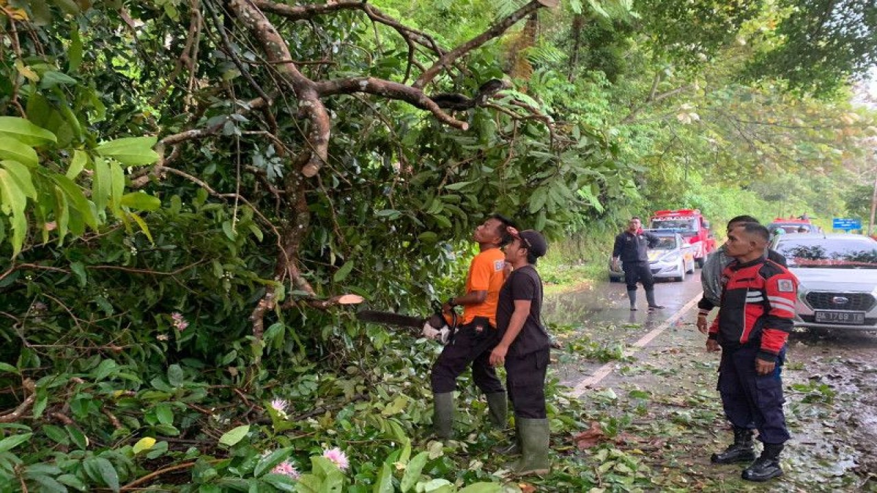 Satgas BPBD Agam sedang membersihkan material pohon tumbang di Muko-muko Kecamatan Tanjungraya, Rabu (23/11). (Antara/HO-Dok BPBD Agam)